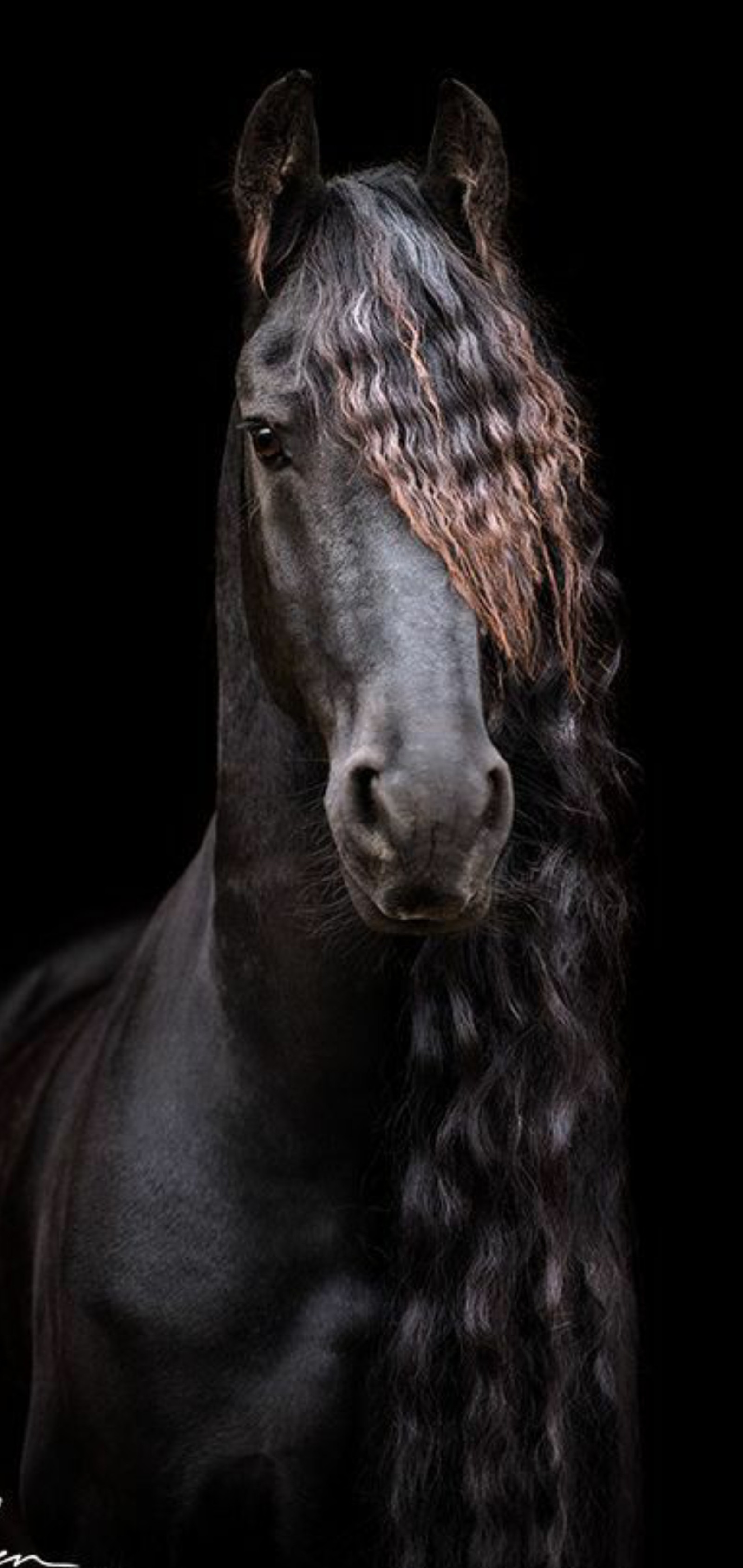 Arafed horse with long hair standing in front of a black background (black, cavallo, horse, horses, race)