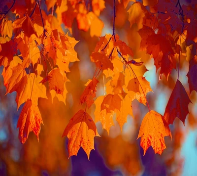 herbst, blätter, natur