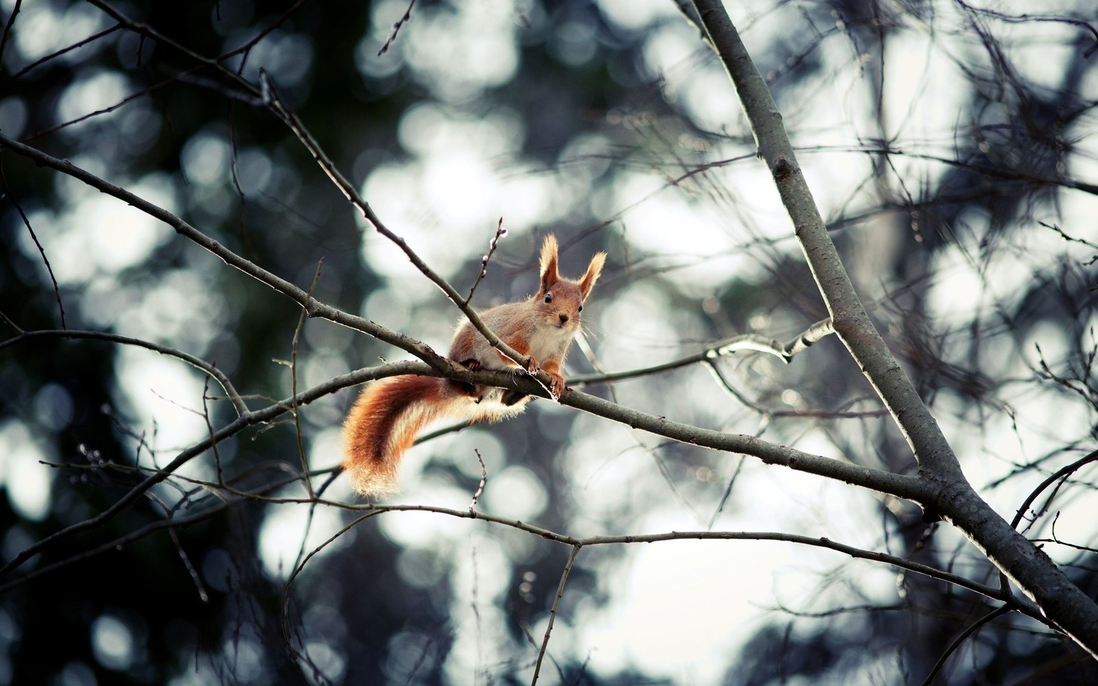 There is a squirrel sitting on a tree branch in the woods (rodent, branch, wildlife, tree, twig)