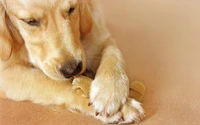 golden retriever, labrador retriever, filhote, focinho, raça de cachorro