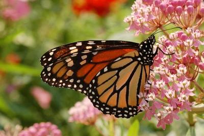 Monarchfalter bestäubt lebendige Blumen