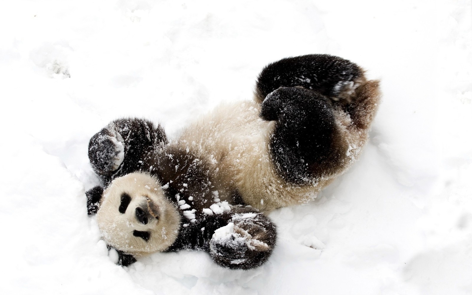 Un oso panda acostado en la nieve con la cabeza hacia atrás (panda gigante, nieve, hocico, juguete de peluche, pelaje)