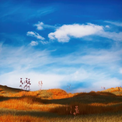 Serene Grass Field Under a Blue Sky with Soft Clouds