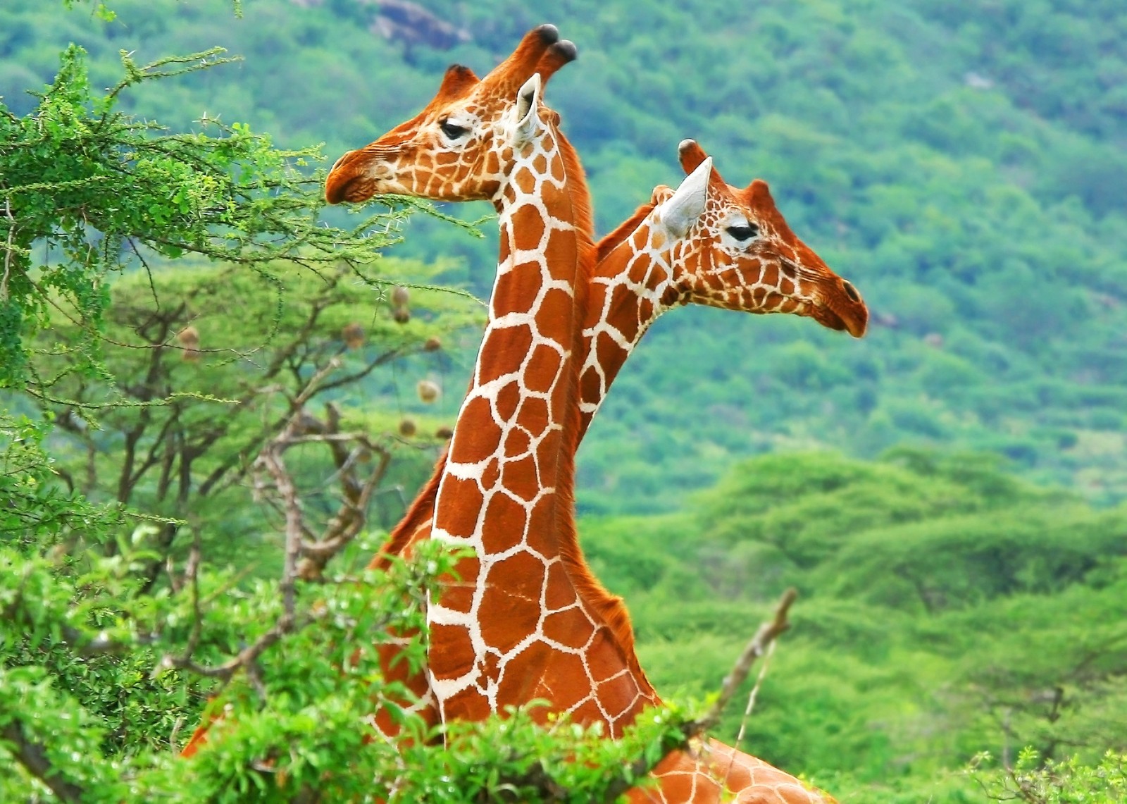 Hay dos jirafas de pie en la hierba (jirafa, giraffidae, animal terrestre, vida silvestre, animal)