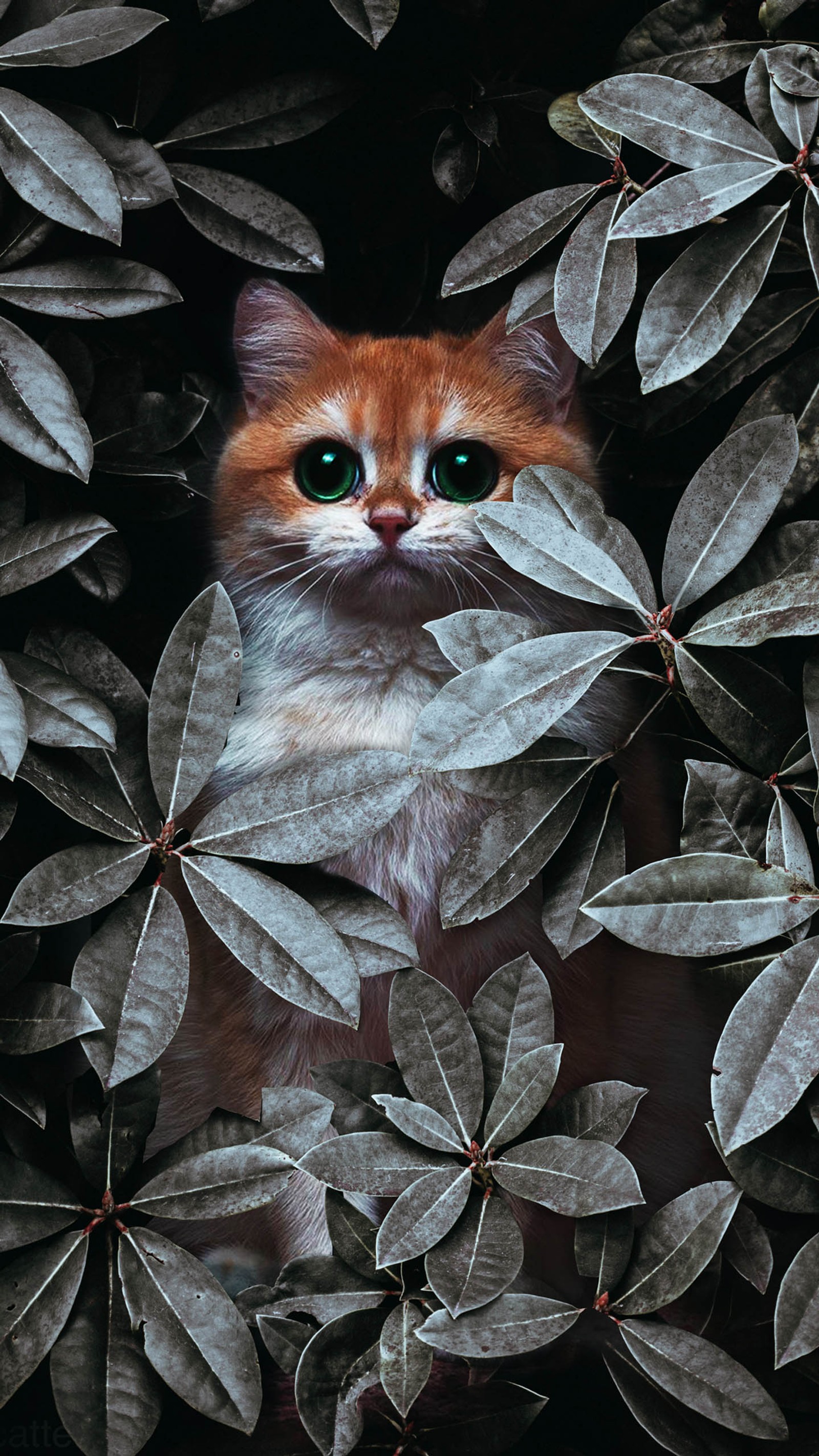 There is a cat that is hiding in the leaves (cat, ios, plant, felidae, botany)