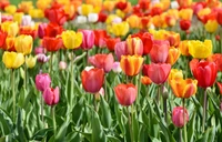 Vibrant Tulip Field in Full Bloom: A Multicolor Spectacle of Spring Flowers