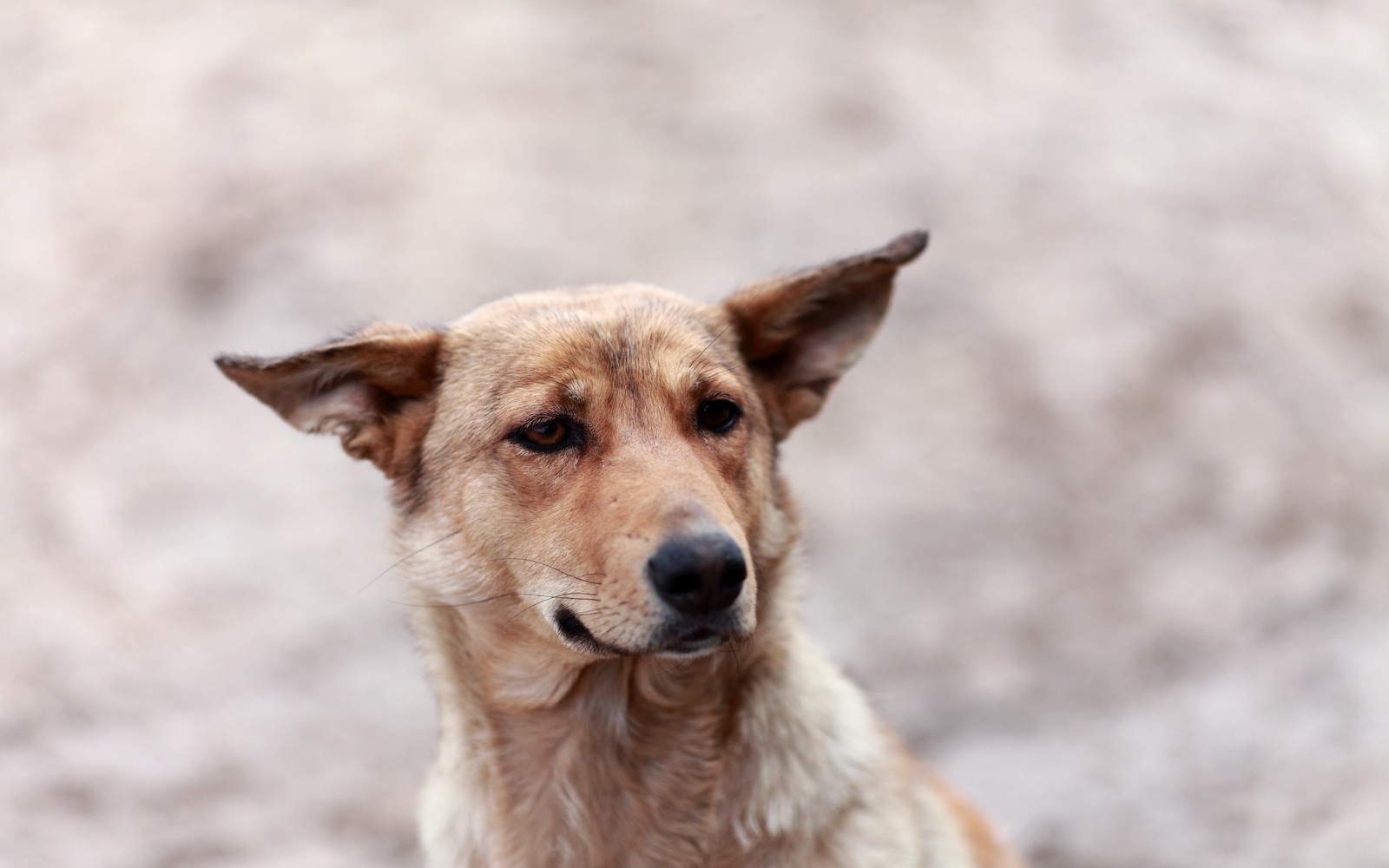 Ein hund sitzt auf dem boden und schaut in die kamera (welpe, hunderasse, straßenhund, sankt bernhard, canaan hund)