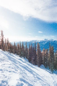 Snowy Mountain Wilderness with Spruce and Fir Trees