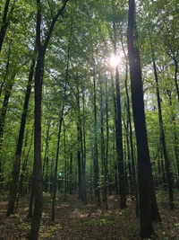 Sunlight Filtering Through a Lush Deciduous Woodland