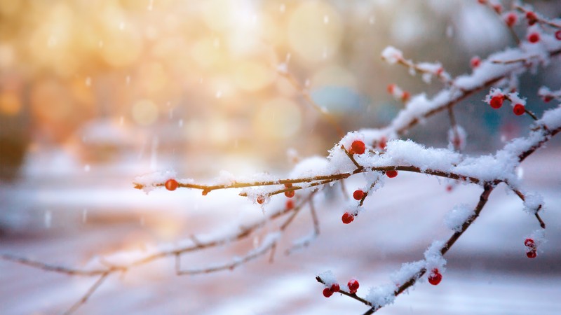 Крупный план ветки с красными ягодами, покрытыми снегом (зима, снег, cherry nature)