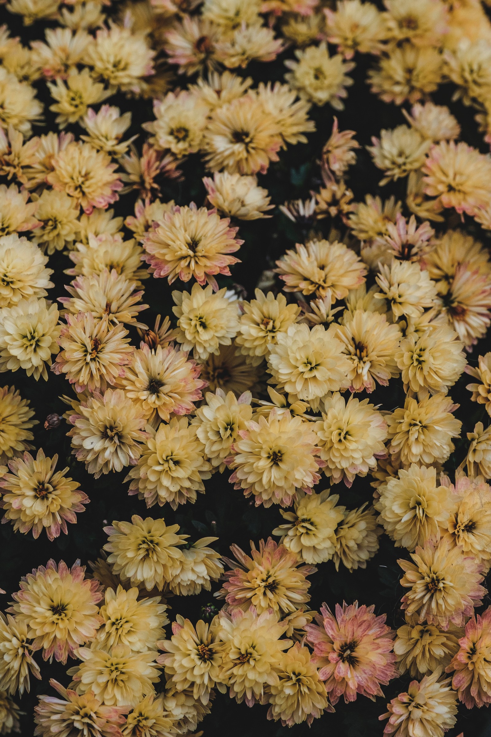 Il y a beaucoup de fleurs jaunes et roses dans un vase noir (dahlia, fleur, plante à fleurs, plante, chrysanthèmes)