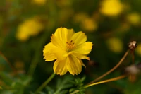 Flor de cosmos amarela vibrante em close-up