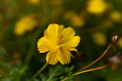 Lebendige gelbe Kosmosblume im Nahbereich