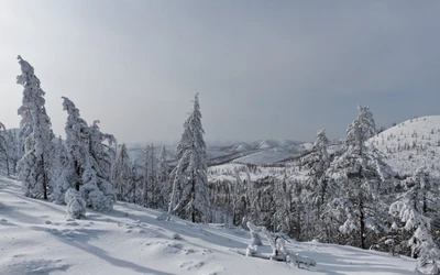 invierno, nieve, árbol, congelación, escarcha