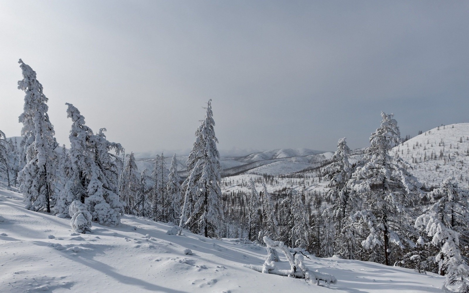 Esquiadores em uma encosta nevada com árvores e montanhas ao fundo (inverno, neve, árvore, congelamento, geada)