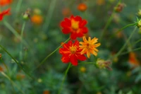 Lebendige rote und orangefarbene Kosmosblumen blühen in einem üppigen grünen Garten.