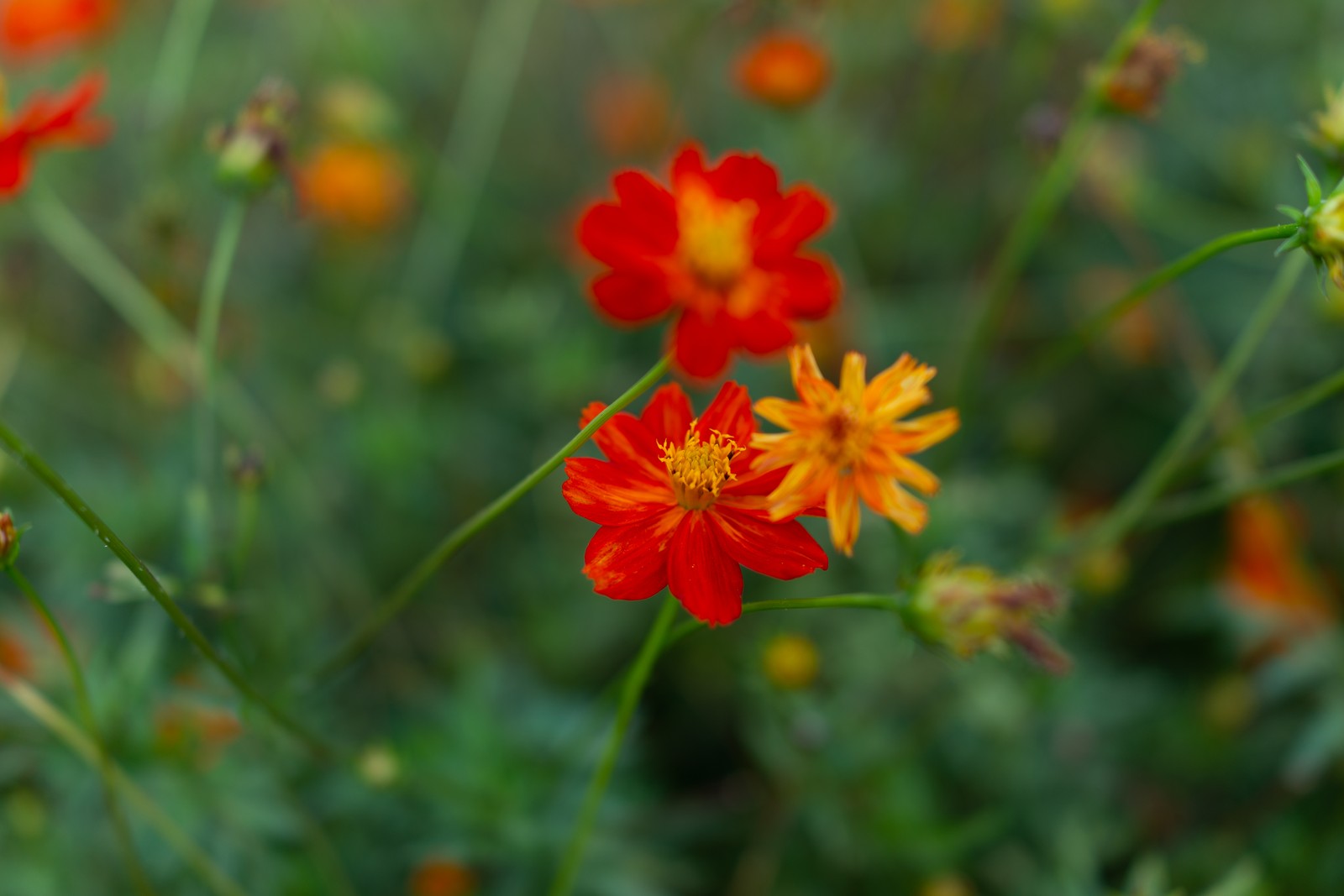 Il y a de nombreuses fleurs rouges et jaunes dans le champ (fleur, cosmos, plante à fleurs, plante, pétale)