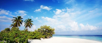 strand, tropen, karibisch, vegetation, meer