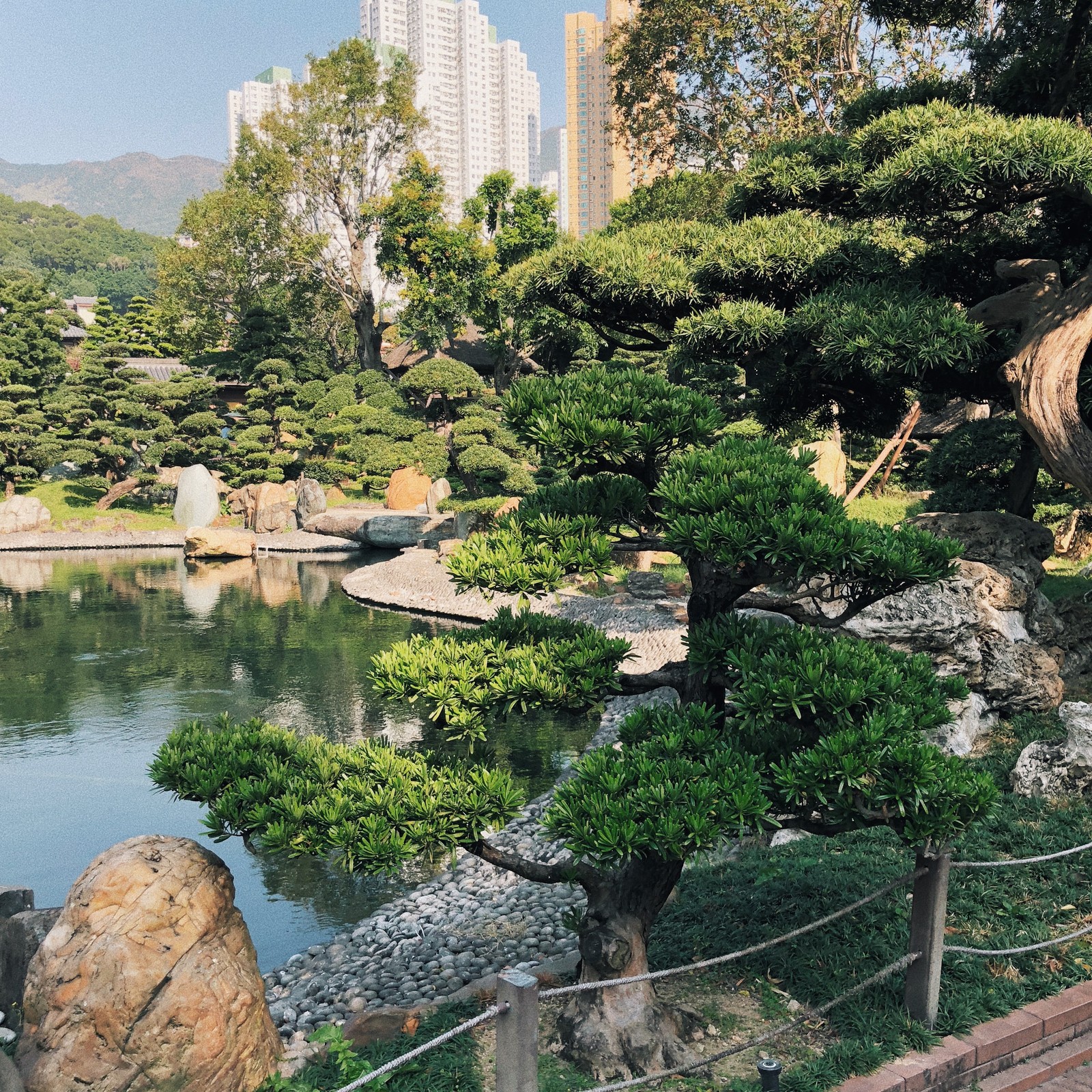 Girafas em um parque com um lago e uma ponte (hong kong, vegetação, jardim botânico, bioma, água)