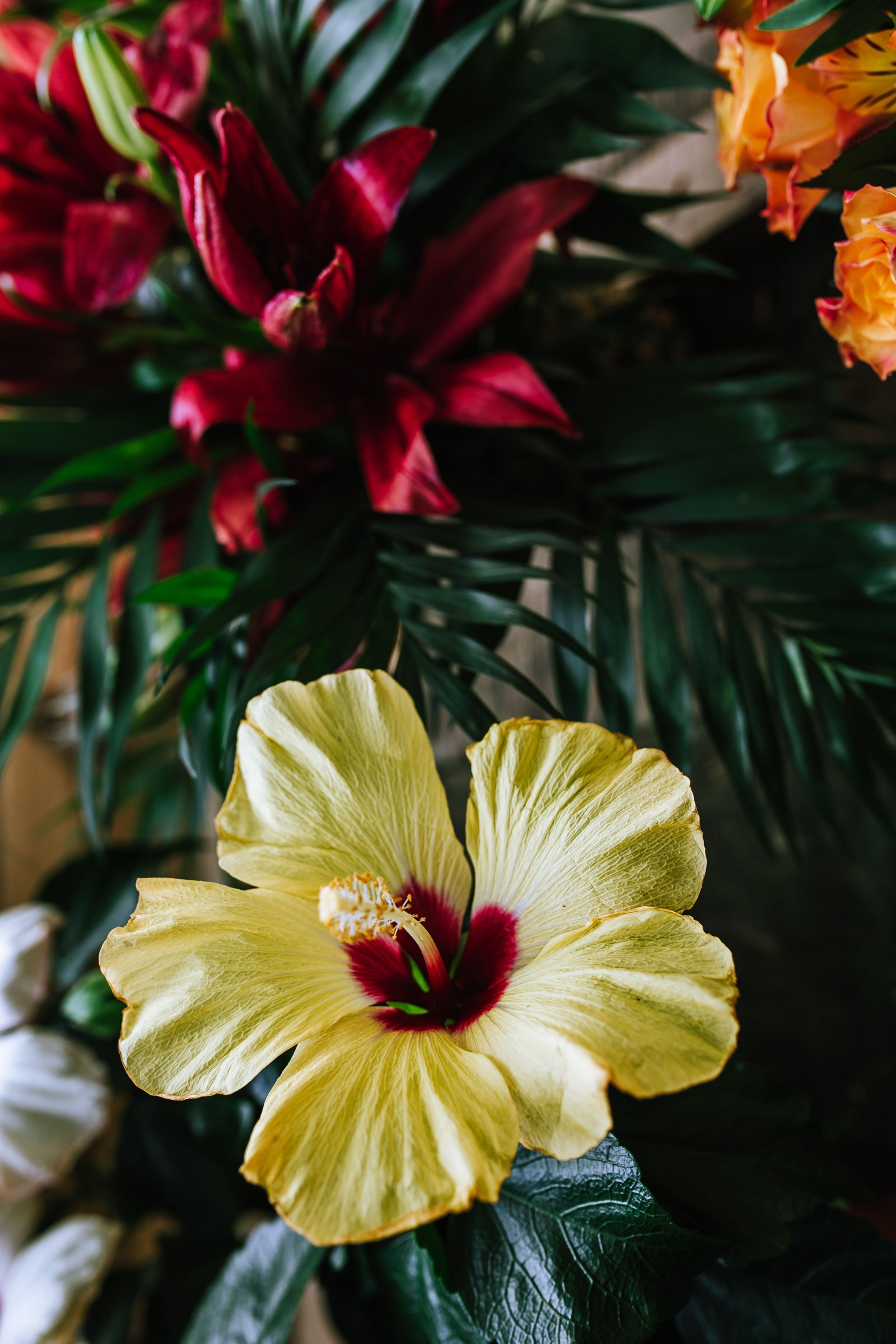 There is a yellow flower with red and yellow flowers in the background (flowering plant, flower, petal, hibiscus, chinese hibiscus)