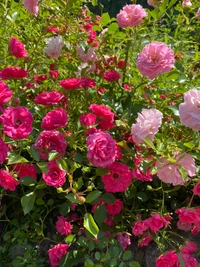 Lebendige rosa und rote Floribunda-Rosen in voller Blüte