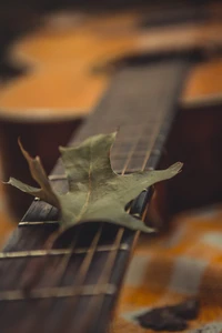 Hoja de otoño en cuerdas de guitarra