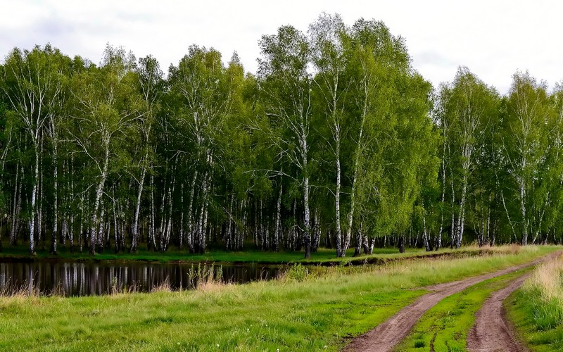 Засохшая грунтовая дорога перед лесом с озером (заповедник, роща, берёза, дерево, природный пейзаж)