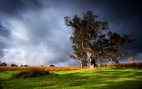 Majestic Tree Amidst Vibrant Grassland Under Dramatic Skies