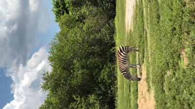 Zebra pastando em uma reserva natural de gramados exuberantes