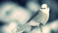 Close-Up of a Perching Lovebird Against a Soft Sky Background