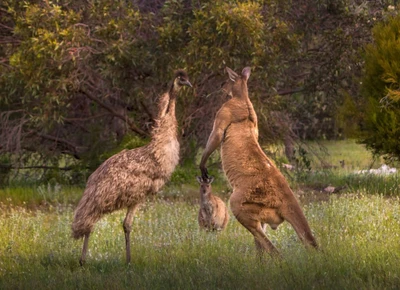 Kangaroo and Emus Interacting in a Natural Grazing Landscape