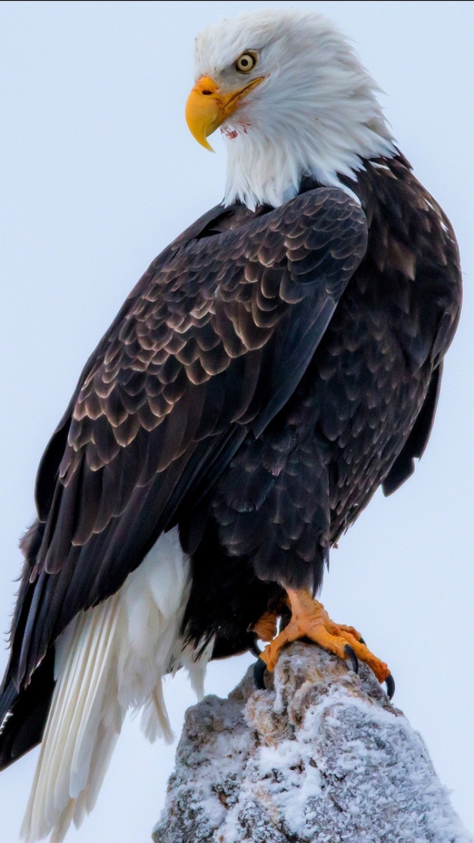 Araffe sitting on a rock with snow on it (animal, eagle)