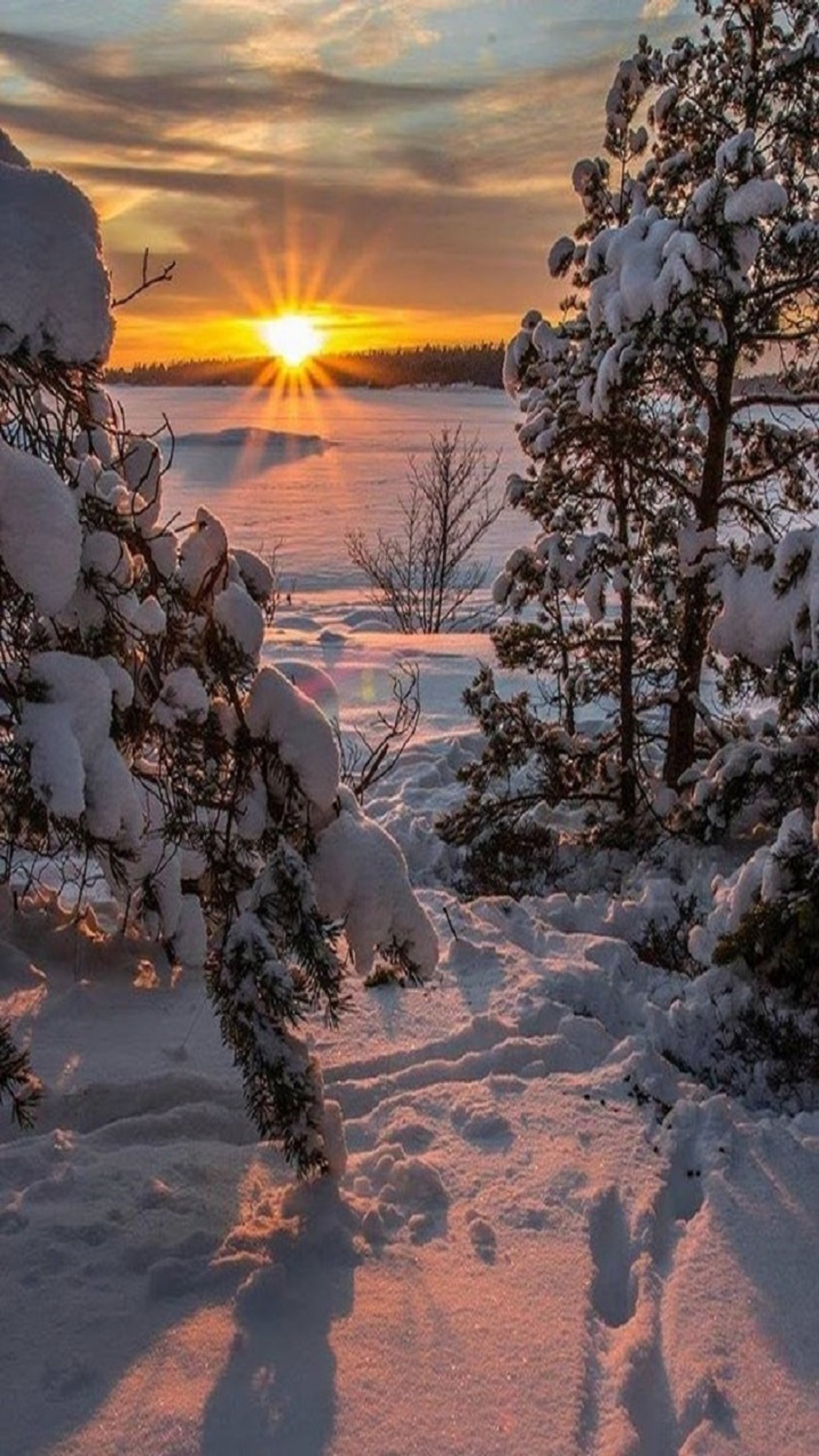 Eine nahaufnahme eines schneebedeckten waldes mit der untergehenden sonne im hintergrund (schnee, sonne, winter)