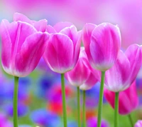 flowers, hd, pink