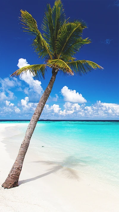 Paradis tropical : Plage ensoleillée avec palmier