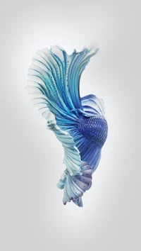 6s, betta, blue, fish, ios