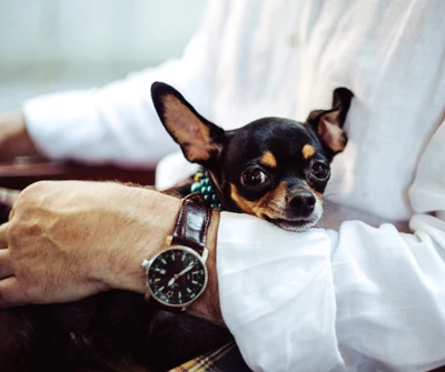 Mignon chihuahua blotti dans une douce étreinte