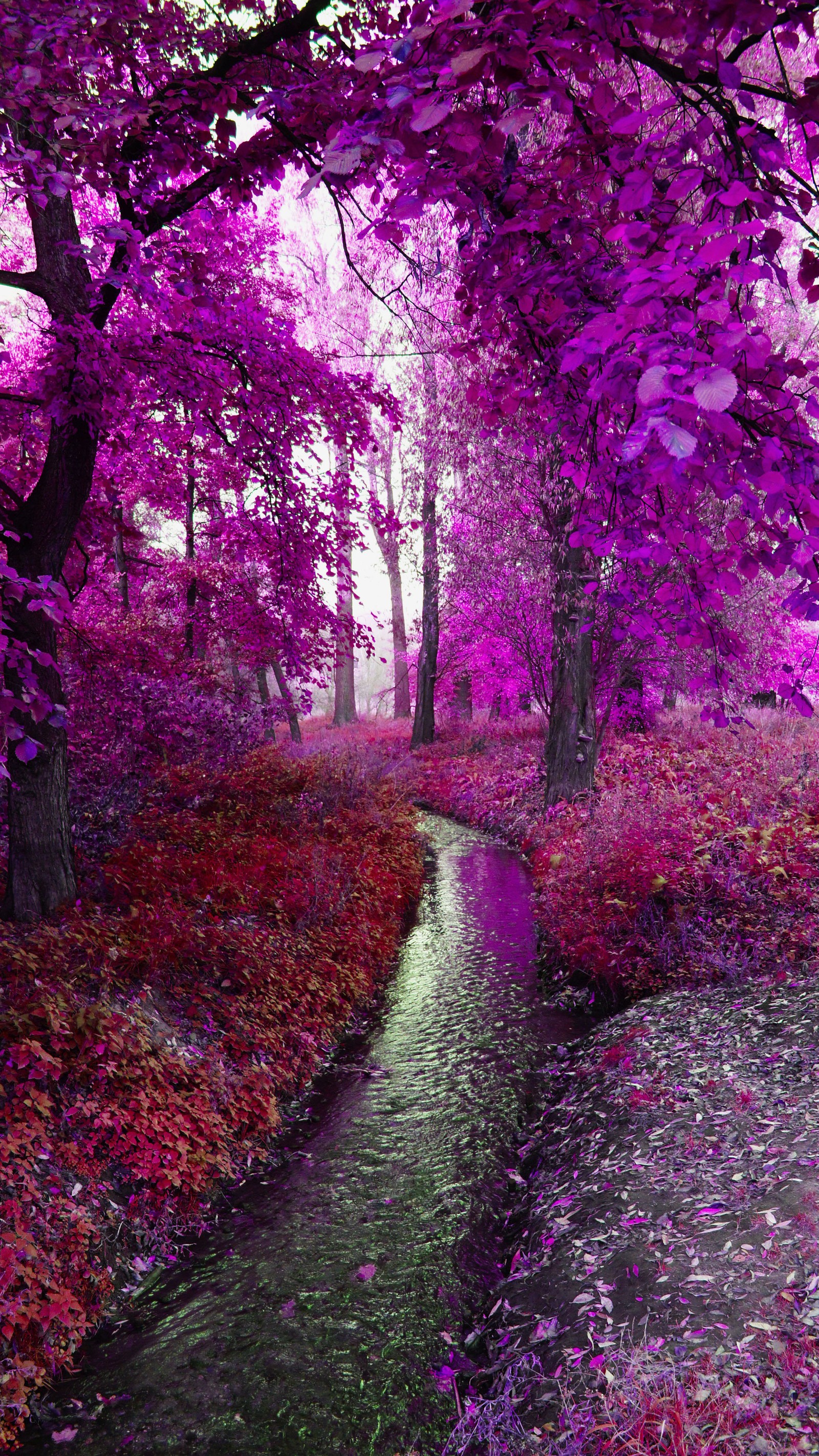 purple, trees wallpaper