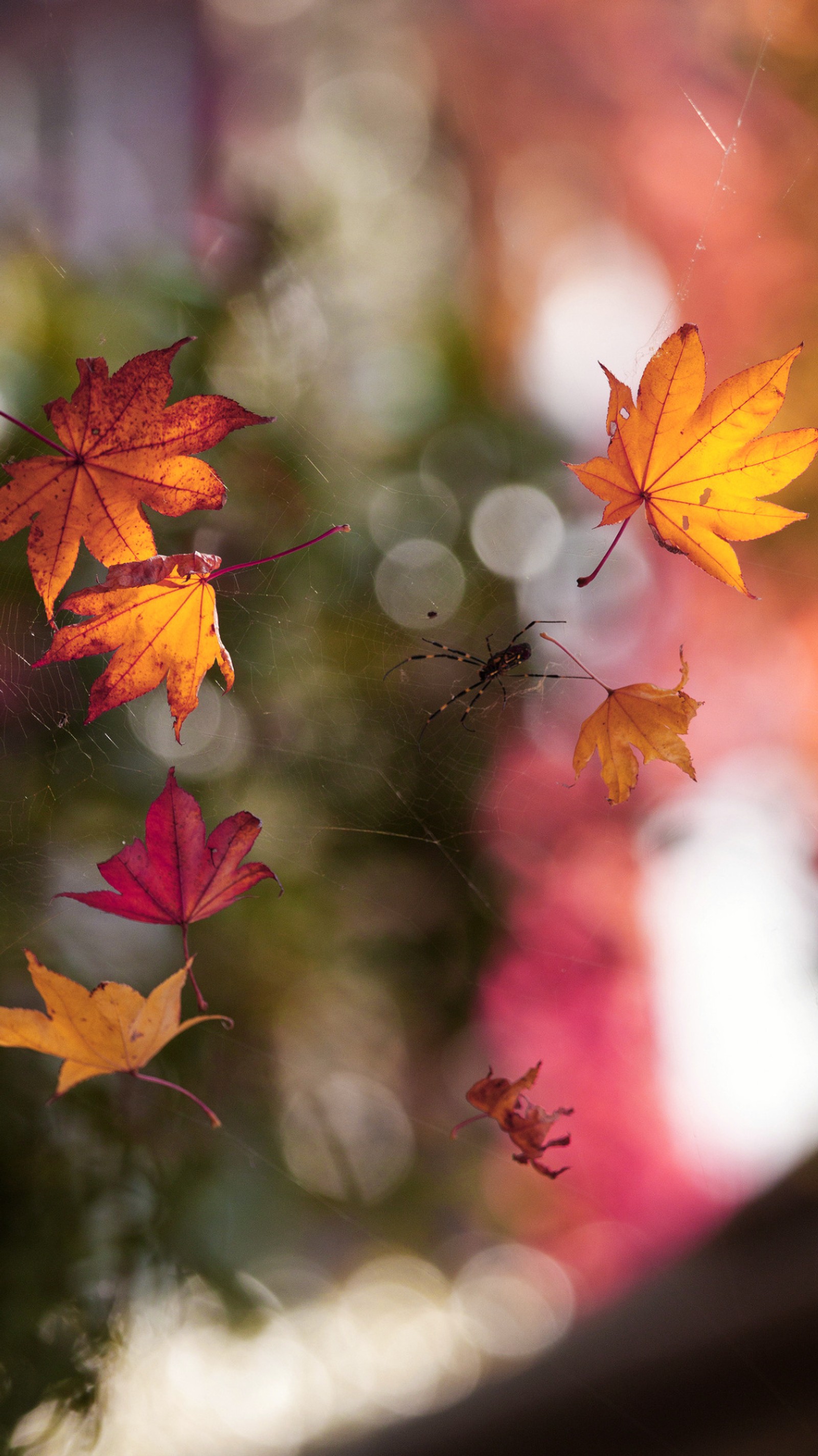 Lade herbst, herbstnatur, blätter, mapple, natur Hintergrund herunter