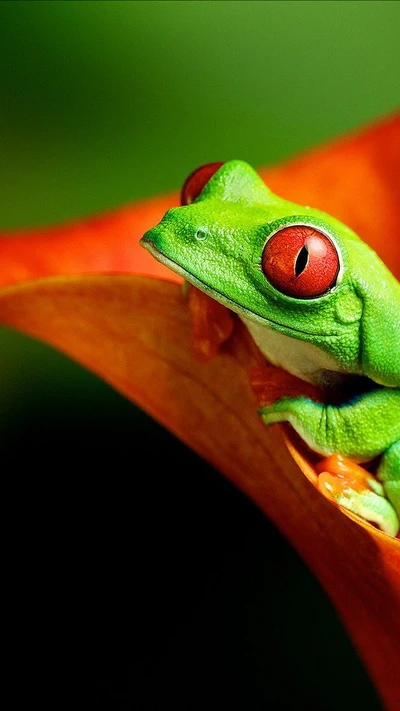 fleur, grenouille, vert, nature, sourire