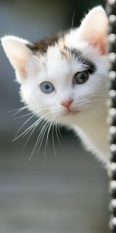 Adorable gatito Van Kedi con llamativos ojos azules y verdes