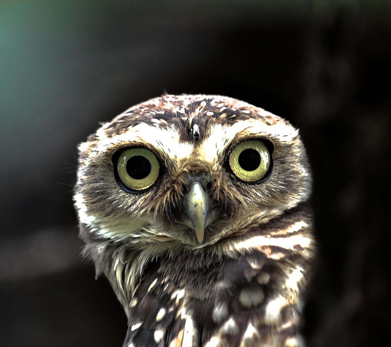 There is a small owl with big eyes standing in the dark (bird, owl)