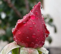 Frische rote Rose mit Tauwasser