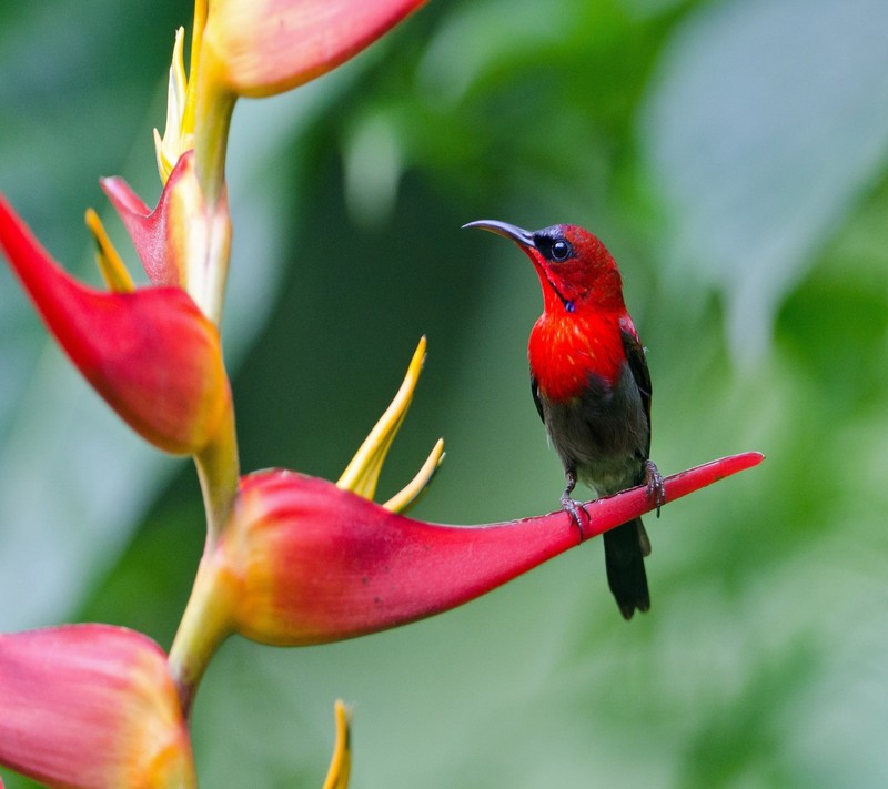 Красная птица сидит на цветке на зеленом фоне (животное, птица, colibri, цвет)