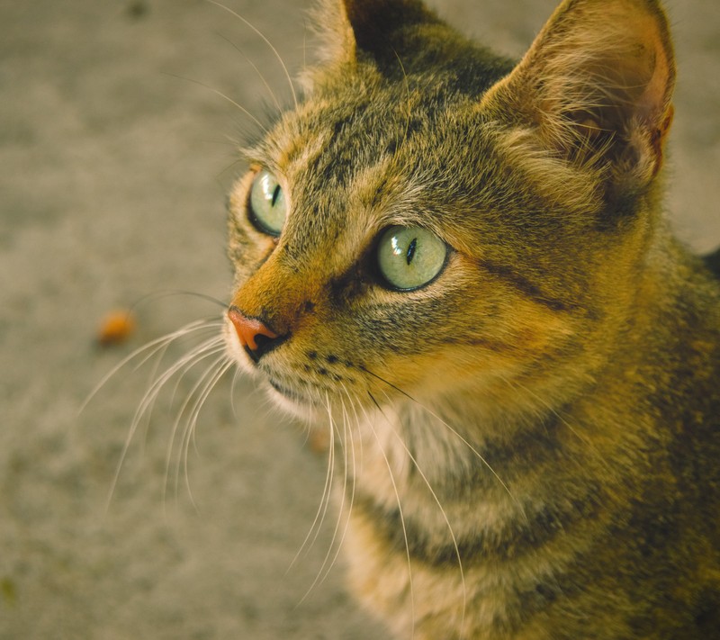 Кошка смотрит вверх на что-то (кот, смешной, любовь)