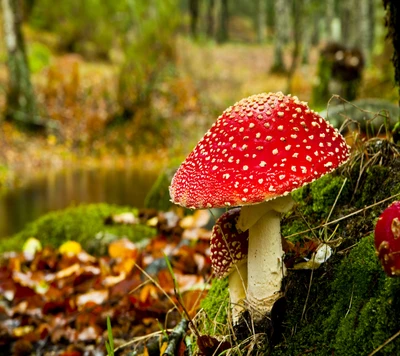 Lebendige rote Pilze zwischen Herbstlaub