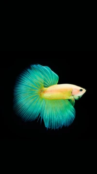 Peixe Betta vibrante com nadadeiras luminosas em fundo preto