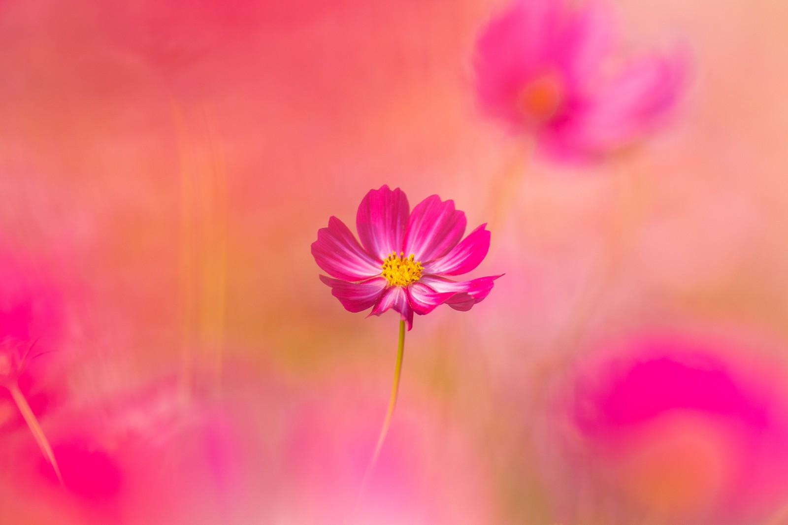 Um close de uma flor rosa em um campo de flores (flores cosmos, flor rosa, cosmos do jardim, primavera, florescimento)