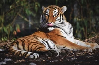 tigre siberiano, predador, felino grande, carnívoro, animal selvagem