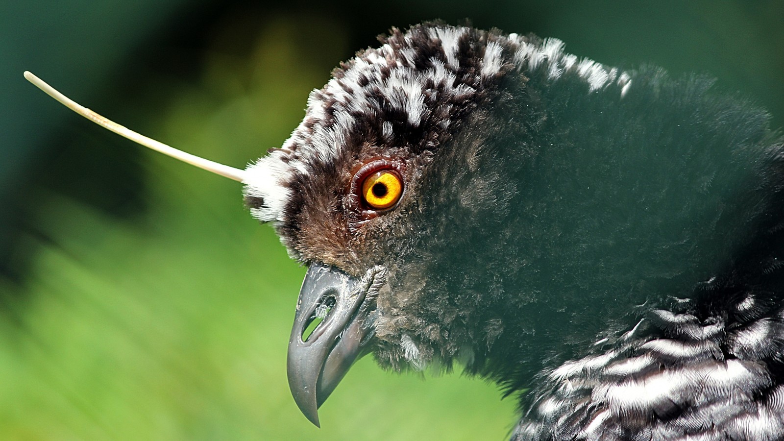 Un primer plano de un pájaro con un pico largo (pico, ave de presa, ave, lechuza, vida silvestre)